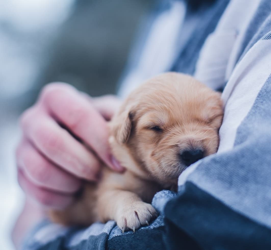 shipping and returns